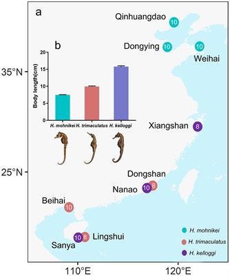 Bioaccumulation of contaminants in wild seahorses collected from coastal China